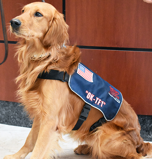 As Part Of The 168 Day Countdown To April 19 2020 Oklahoma Task Force 1 Will Receive A New Search Team Member Ready To Leap Into Action If Another Disaster Strikes Indy The Golden Retriever