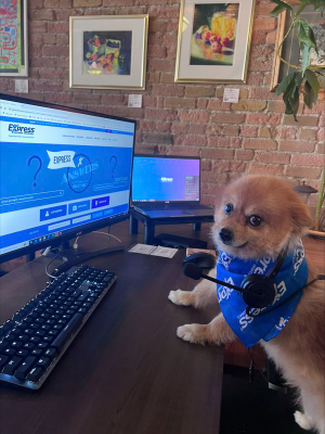 Picture of Brodi the dog
