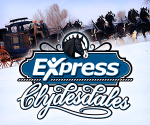 The Express Clydesdales